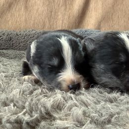 Coach - Black and white male Pomsky puppy in Moultonborough, New Hampshire from Foxfire Arctic Spitz