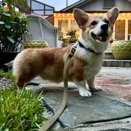 Dex - Pembroke Welsh Corgi