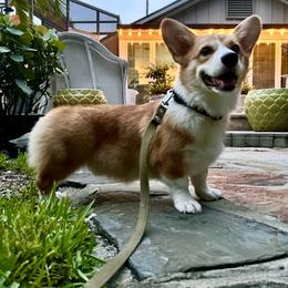 Dex - Pembroke Welsh Corgi