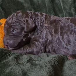 Fudge - Brown and white male Sheepadoodle puppy in Austin, Texas from Darling Doodles