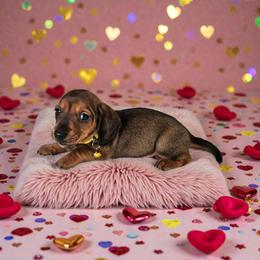 Charlie - Red male Dachshund puppy in Alvin, Texas from Cosson's Dachshunds of Alvin