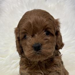 Goldendoodle Puppies from Jim Anderson