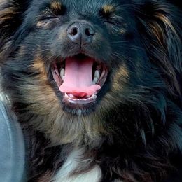 Miniature Australian Shepherds and Toy Australian Shepherds from Pawesome Lil Aussies