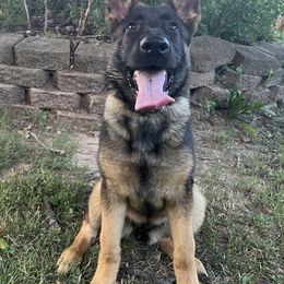 German Shepherd Puppies from Aus Gerstbrei German Shepherds