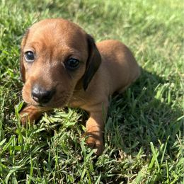 Boy 2 - Red male Dachshund puppy in Gilbert, South Carolina from Gena’s Dachshunds