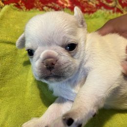 Buckley - Fawn male Pug puppy in Black Mtn, North Carolina from Southern Pugs