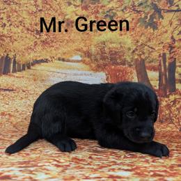 Mr Green - Black male Labrador Retriever puppy in Lebanon, Pennsylvania from Robertson's Retrievers and Doodles