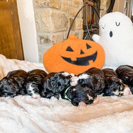 Bernedoodle Puppies from Baldridge Bernedoodles