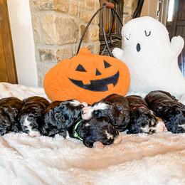 Bernedoodle Puppies from Baldridge Bernedoodles