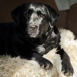 Mila - Labrador Retriever