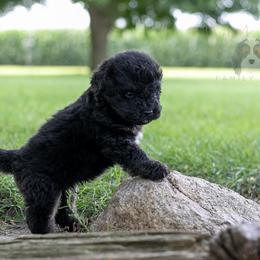 Andy Warhol - Black male Bernedoodle puppy in Eureka, Illinois from Joley Aire Family Dogs
