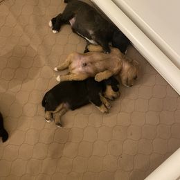 Schnoodle Puppies from Noodle Tings Puppies