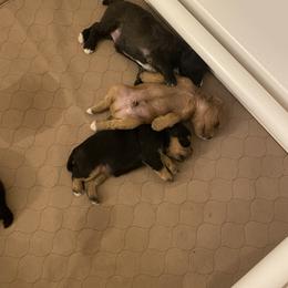 Schnoodle Puppies from Noodle Tings Puppies
