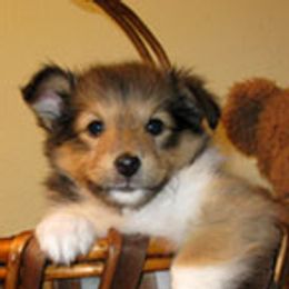 Shetland Sheepdogs from Fauna Shelties