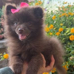 Sofi - Chocolate female Pomeranian puppy in Los Angeles, Santa Clarita, California from LT_Poms