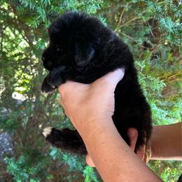Black Male - Black male Newfoundland puppy in New York from Johnson Farms