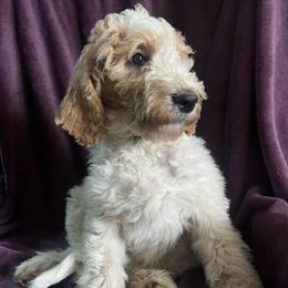 Rose - Parti female Goldendoodle puppy in Lowville, New York from Adirondack Labradoodles