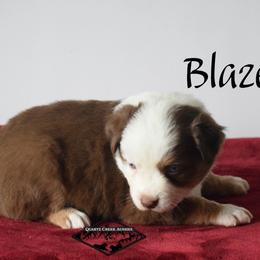 Blaze - Red tri male Miniature Australian Shepherd puppy in Cody, Wyoming from Quartz Creek Aussies