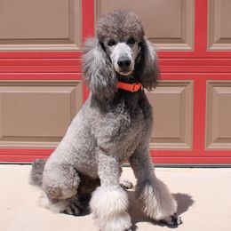 Dutch - Poodle