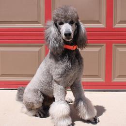Dutch - Poodle