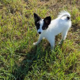 Sweet boy - White and black male Papillon puppy in Joshua, Texas from Summertime Kennels