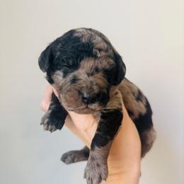 Maxine - Merle female Goldendoodle puppy in Auburn, Indiana from Martin’s Doodles