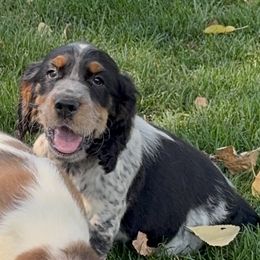 Captain - Black white and tan male English Springer Spaniel puppy in Coeur D'alene, Idaho from Springer Hollow