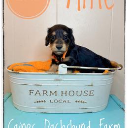 Alfie - Black and cream male Dachshund puppy in Cincinnati, Ohio from Caines Dachshund Farm