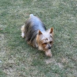 Mercedes - Yorkshire Terrier