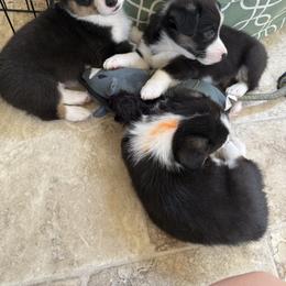 Pembroke Welsh Corgi Puppies from Courtlyn's Corgis