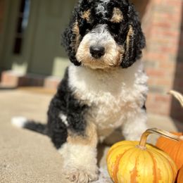 Jean-luc - Tri-color male Bernedoodle puppy in Lexington, Ohio from Cairn Ridge Doodles