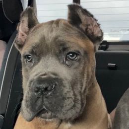 Formentino male - Gray and fawn male Cane Corso puppy in Lakeland, Florida from Valyrian Cane Corsos