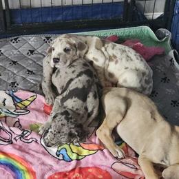 Great Dane Puppies from Phantasm Farms