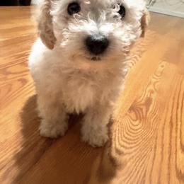 Enzo - White male Maltipoo puppy in Richland, Washington from Northwest Paws