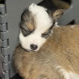 Pembroke Welsh Corgi Puppies from Corgi Love Tales