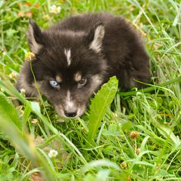 Debwewin Mikinaak - male Native American Indian Dog puppy in Brimfield, Massachusetts from Seven Sisters Canids