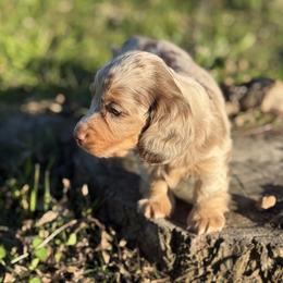 Dachshund Puppies from Red Dirt Doxies