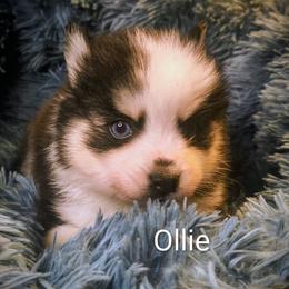 Ollie - Black and white male Pomsky puppy in Blackfoot, Idaho from Snake River Pomskys