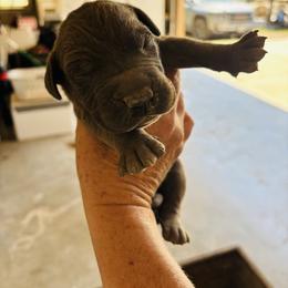 Boy 2 - Fawn male Great Dane puppy in Devine, Texas from Texas Devine Danes & Aussies