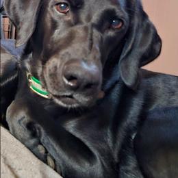 Moe - Labrador Retriever