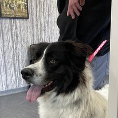 Remi - Colorado Mountain Dog