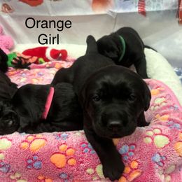 Girl #5 - Labrador Retriever puppy from Wolf Mountain Kennel