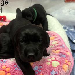 Girl #5 - Labrador Retriever puppy from Wolf Mountain Kennel