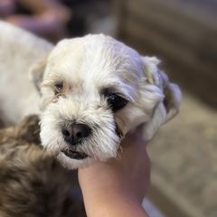 Link - Shichon
