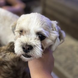 Link - Shichon