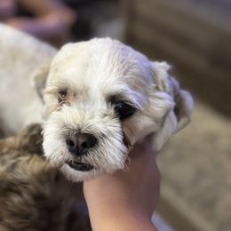 Link - Shichon