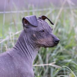 American Hairless Terrier puppies from Popping Off AHTs