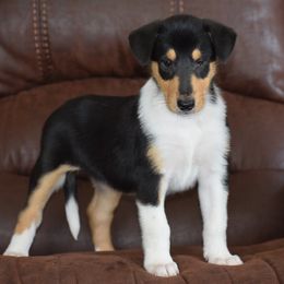 Tri girl - Black white and tan female Collie puppy in Danville, Pennsylvania from Brookwood Collies, Smooth & Rough