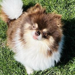 Moxie - Pomeranian