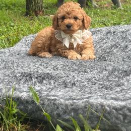Teddy - Apricot male Poodle puppy in Florida from Puppies Forever 💙❤️🐶